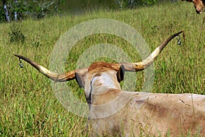 Texas longhorn cattle grazing on pasture. in a ranch