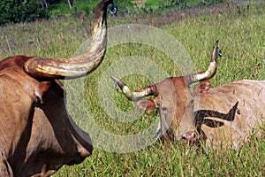 Texas longhorn cattle grazing on pasture. in a ranch