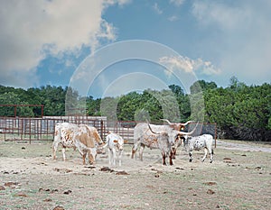 Texas Longhorn Cattle