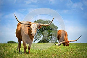 Texas longhorn cattle grazing on spring pasture