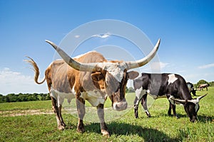 Texas longhorn cattle on spring pasture photo