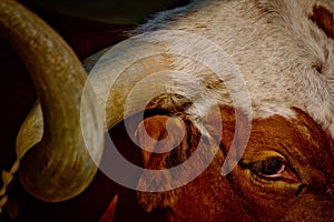 Texas Longhorn Cattle Image photo