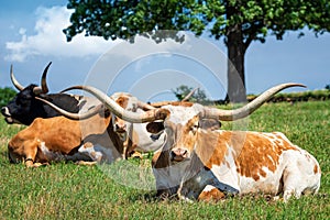 Texas longhorn cattle in the spring pasture photo