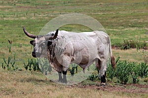 Texas longhorn cattle on open plains