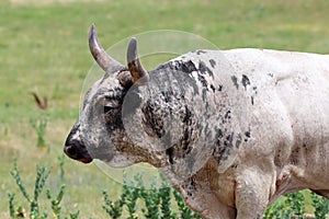 Texas longhorn cattle on open plains