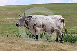 Texas longhorn cattle on open plains