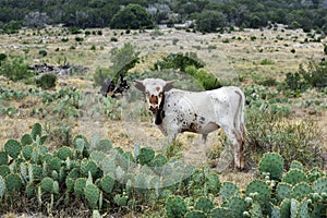 Texas Longhorn Cattle Portrait