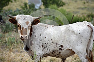 Texas Longhorn Cattle Portrait