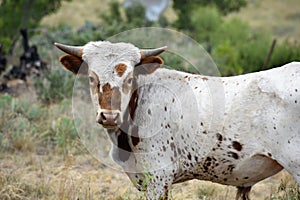 Texas Longhorn Cattle Portrait