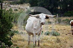 Texas Longhorn Cattle Portrait