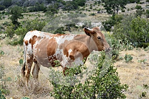 Texas Longhorn Cattle Portrait