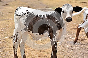 Texas Longhorn Cattle Portrait