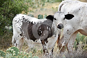 Texas Longhorn Cattle Portrait