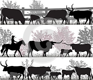 Texas longhorn cattle photo