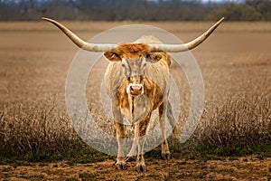 Texas Longhorn cattle standing outdoors besides a field