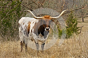 Brown and White Texas Longhorn Steer photo