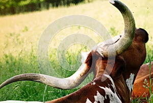 Texas Longhorn Cow