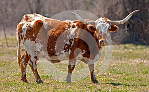 Texas Longhorn Cow