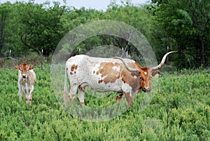 A Texas Longhorn img