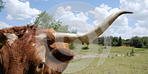 Texas longhorn cow close up banner
