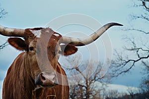 Texas longhorn cow closeup on moody sky background