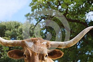 Texas longhorn cow face closeup on farm during summer
