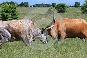Texas Longhorn Cows Fighting, Longhorns photo