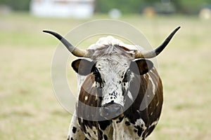 Texas Longhorn cow grazing