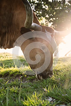 Texas longhorn cow grazing closeup