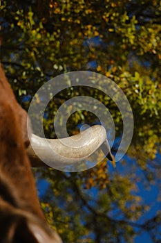 Texas longhorn cow horn with fall tree color background