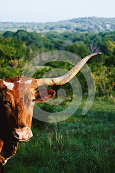 Texas Longhorn cow with landscape background