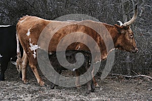 Texas longhorn cow nursing calf during cold winter season on farm closeup