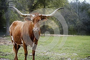 Texas longhorn cow portrait with negative space