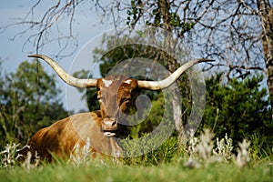 Texas Longhorn cow resting in summer field.