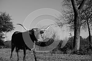 Texas longhorn cow in rural winter field.