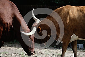 Texas longhorn cow with Santa Gertrudis