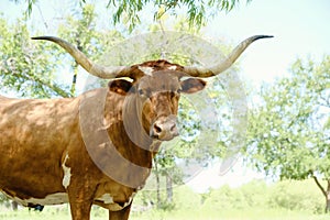Texas longhorn cow in summer pasture