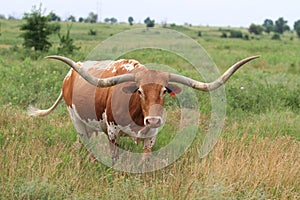 Texas Longhorn Cow In Summer Pasture, Stock Image Photo