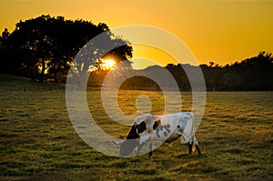 Krava na západ slnka kopec krajiny 