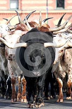 Texas Longhorn Cows Bulls
