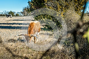 Texas Longhorn cows on the pasture in Texas