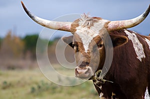 Texas longhorn, Driftwood img