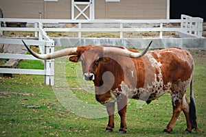 Texas Longhorn photo