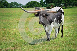 Texas longhorn grazing on pasture