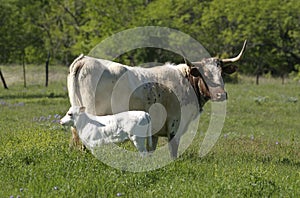 Texas Longhorn Heffer and Calf