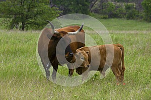 Texas Longhorn Heifer and Calf in the Wichita Mountains Wildlife Refuge, Oklahoma
