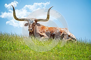Texas longhorn lying down in the grass