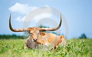 Texas longhorn lying down in the grass in the pasture