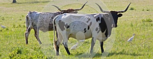 Texas Longhorn Panorama