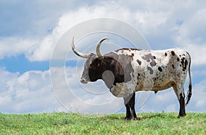 Texas longhorn on pasture